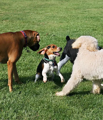 dog-bites